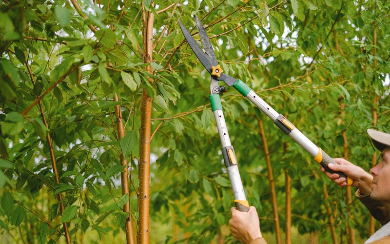 Tree trimming in Udell, IA